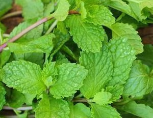 mint leaves (fudino) 100 gram