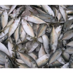 Sea Bombay bangda / illa 1 kg
