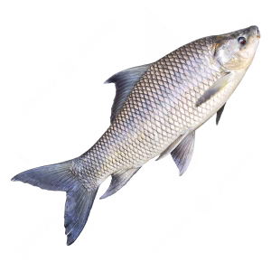 Sea Rohu fish 800-870 gram