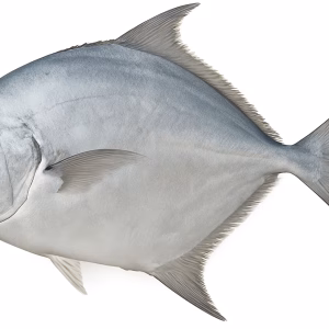 sea pomfret fish near me